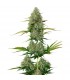 Auto BCN Critical XXL fem.  5 u. Seedstockers