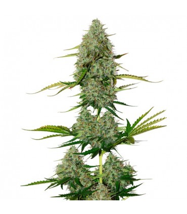Auto BCN Critical XXL fem.  5 u. Seedstockers