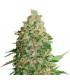 BCN Critical XXL fem.  5 u. Seedstockers