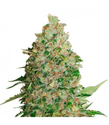 BCN Critical XXL fem. 25 u. Seedstockers