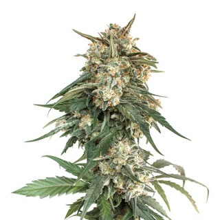 BCN Critical XXL Fast fem. Seedstockers - Ultimas unidades