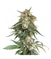 BCN Critical XXL Fast fem. Seedstockers - Ultimas unidades