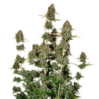 Auto BCN Power Plant fem.  5 u. Seedstockers