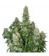 Auto Big Bud fem. Seedstockers