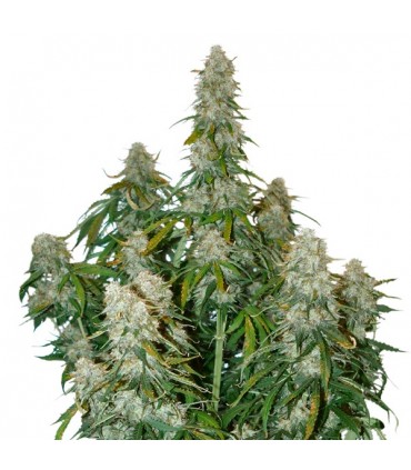 Auto Big Bud fem. Seedstockers