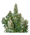 Auto Big Bud fem. Seedstockers