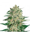 Big Bud fem.  3 u. Seedstockers