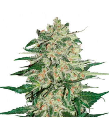 Big Bud fem. 25 u. Seedstockers