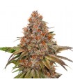 Auto Blackberry Gum fem. Seedstockers