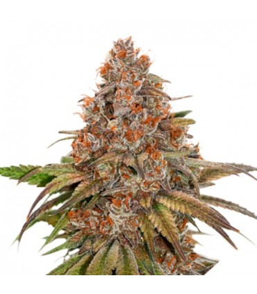 Blackberry Gum fem. 25 u. Seedstockers
