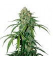 Auto CBD 1:1 Silver Lime Haze fem. Seedstockers