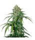 Auto CBD 1:1 Silver Lime Haze fem. 25 u. Seedstockers