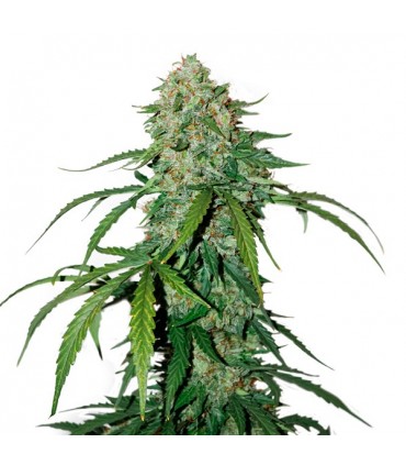 Auto CBD 1:1 Silver Lime Haze fem. 25 u. Seedstockers