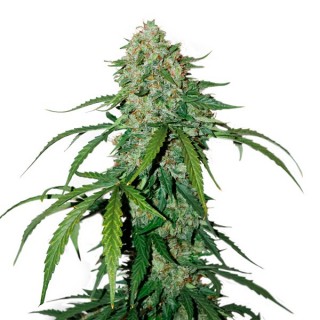 CBD 1:1 Silver Lime Haze fem. Seedstockers - Ultimas unidades