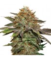 Auto Fruit Cake fem. Seedstockers