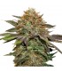 Auto Fruit Cake fem. 25 u. Seedstockers