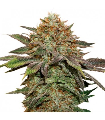 Auto Fruit Cake fem. 25 u. Seedstockers