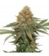 Fruit Cake fem.  3 u. Seedstockers
