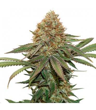 Fruit Cake fem.  3 u. Seedstockers