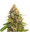 Golden Lemon Haze fem. Seedstockers