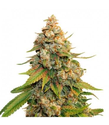 Golden Lemon Haze fem.  3 u. Seedstockers