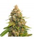 Golden Lemon Haze fem.  5 u. Seedstockers