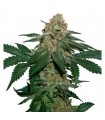 Grandaddy Confidential fem. Seedstockers