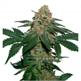 Grandaddy Confidential fem. 25 u. Seedstockers