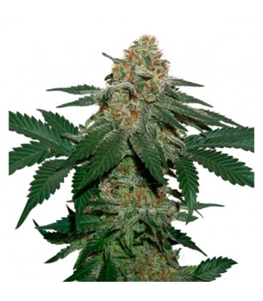 Grandaddy Confidential fem. 25 u. Seedstockers