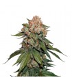 Maple Sherbet fem. Seedstockers - Ultimas unidades