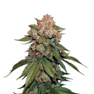 Maple Sherbet fem. 25 u. Seedstockers  - Ultimas unidades