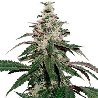 Auto Nicole Cream fem. Seedstockers