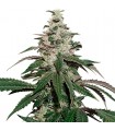 Auto Nicole Cream fem. Seedstockers