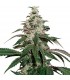 Auto Nicole Cream fem. 25 u. Seedstockers