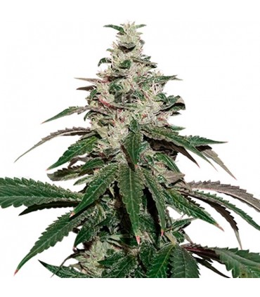 Auto Nicole Cream fem. 25 u. Seedstockers