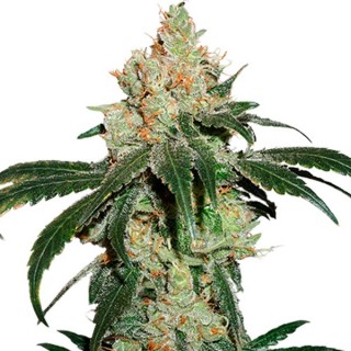 Nicole Cream fem. Seedstockers