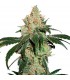 Nicole Cream fem.  3 u. Seedstockers