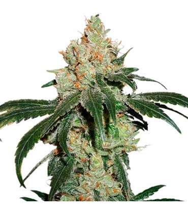 Nicole Cream fem.  3 u. Seedstockers
