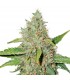 Auto Northern Lights fem. Seedstockers