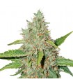 Auto Northern Lights fem. Seedstockers