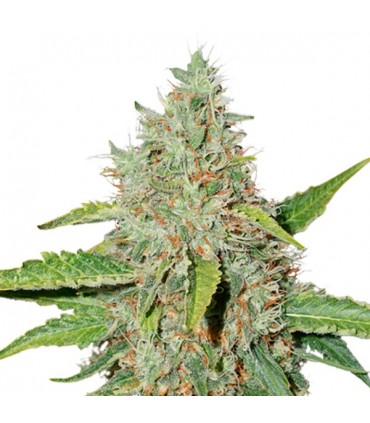 Auto Northern Lights fem.  5 u. Seedstockers