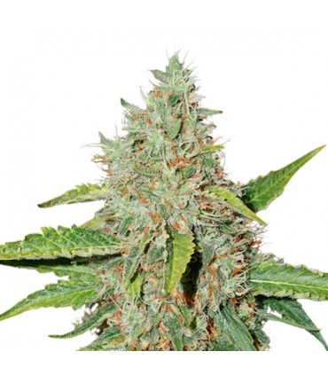 Northern Lights fem.  5 u. Seedstockers