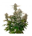 Auto Candy Dawg fem. Seedstockers