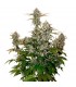 Auto Candy Dawg fem.  3 u. Seedstockers