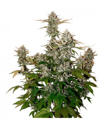 Auto Candy Dawg fem.  3 u. Seedstockers