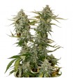 Candy Dawg fem. Seedstockers - Ultimas unidades