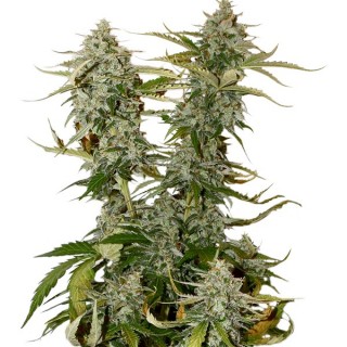 Candy Dawg fem.  3 u. Seedstockers  - Ultimas unidades