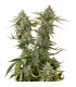 Candy Dawg fem.  5 u. Seedstockers  - Ultimas unidades