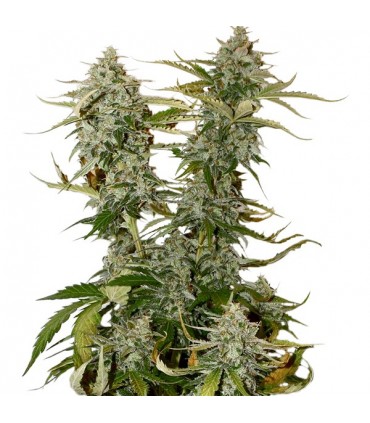 Candy Dawg fem.  5 u. Seedstockers  - Ultimas unidades