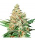 Auto O.G. Kush fem. Seedstockers